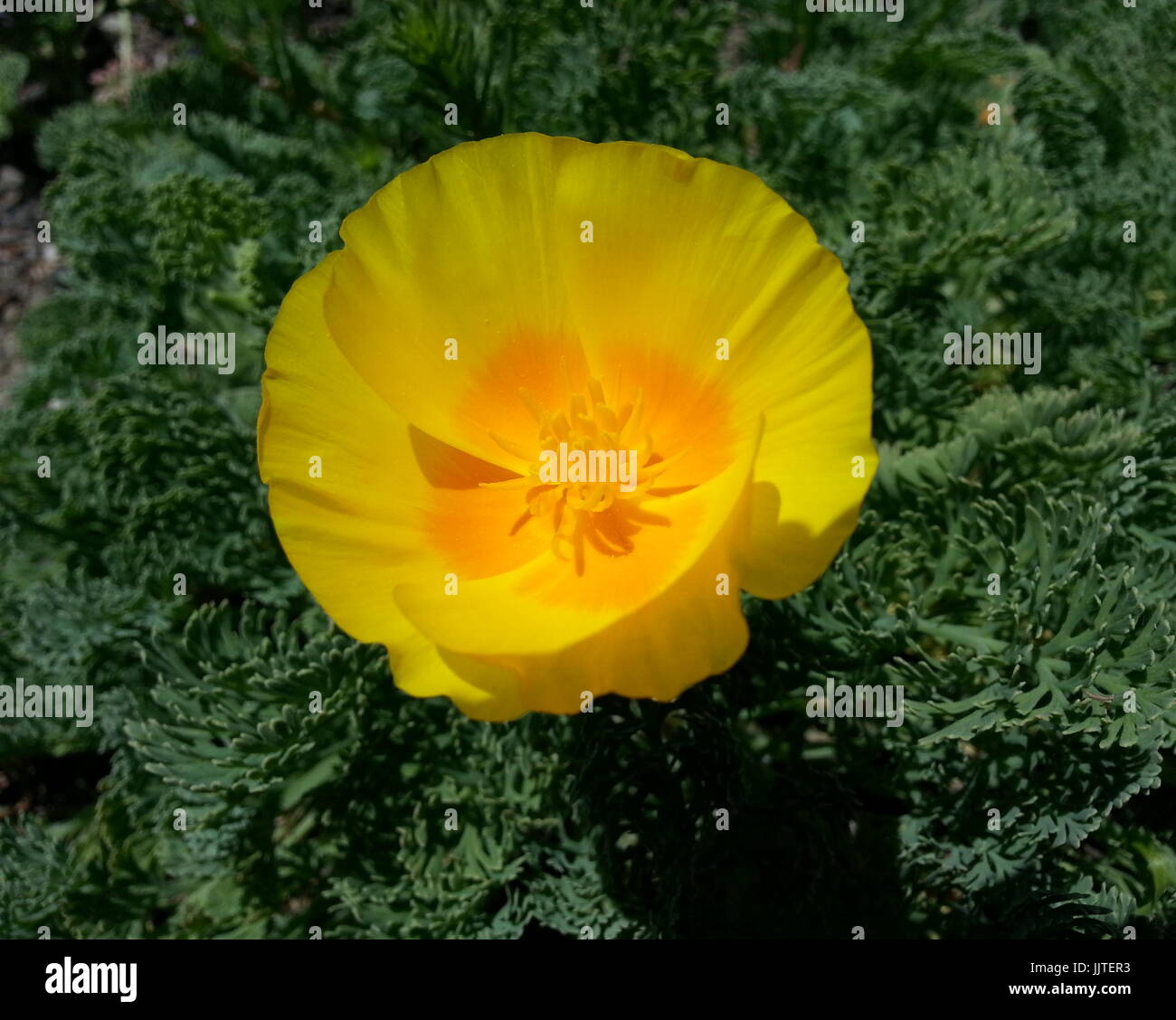 Close up di un papavero giallo Foto Stock