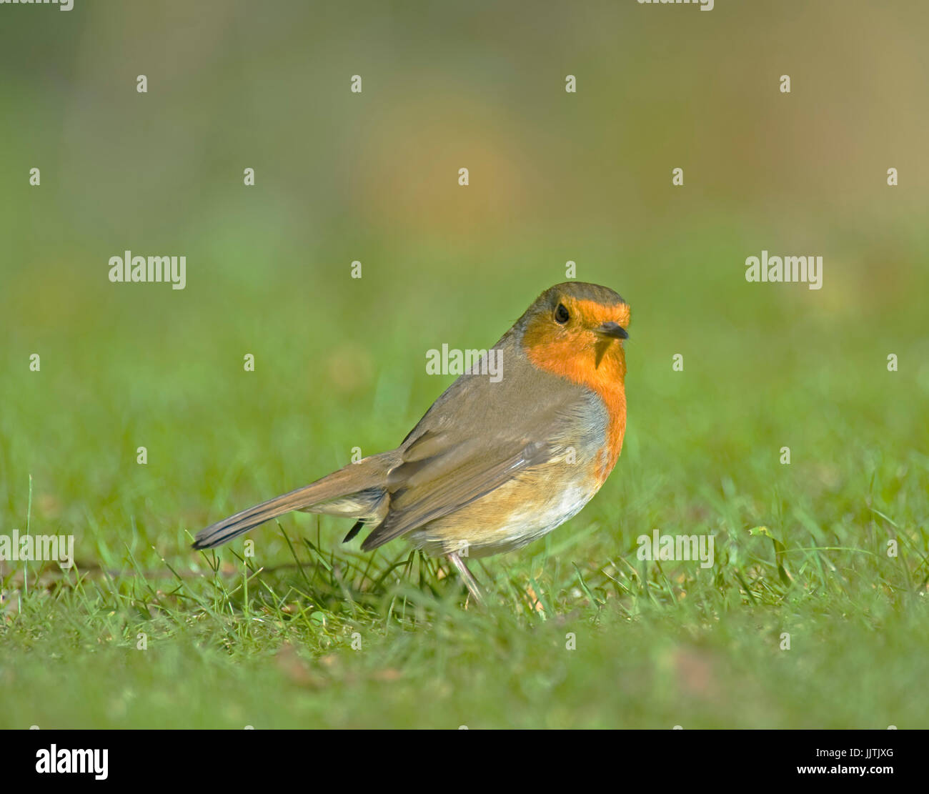 Robin, Highlands scozzesi, + Flash Pennington, Leigh e Cheshire Foto Stock