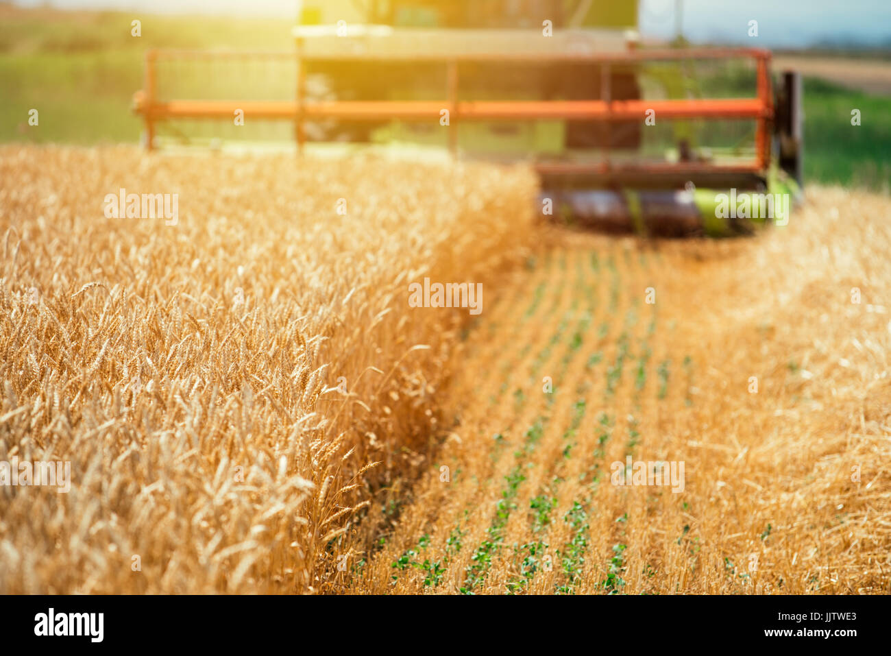 Mietitrebbia semovente di raccolta della macchina di grano maturo colture coltivate in campo agricolo, il fuoco selettivo Foto Stock