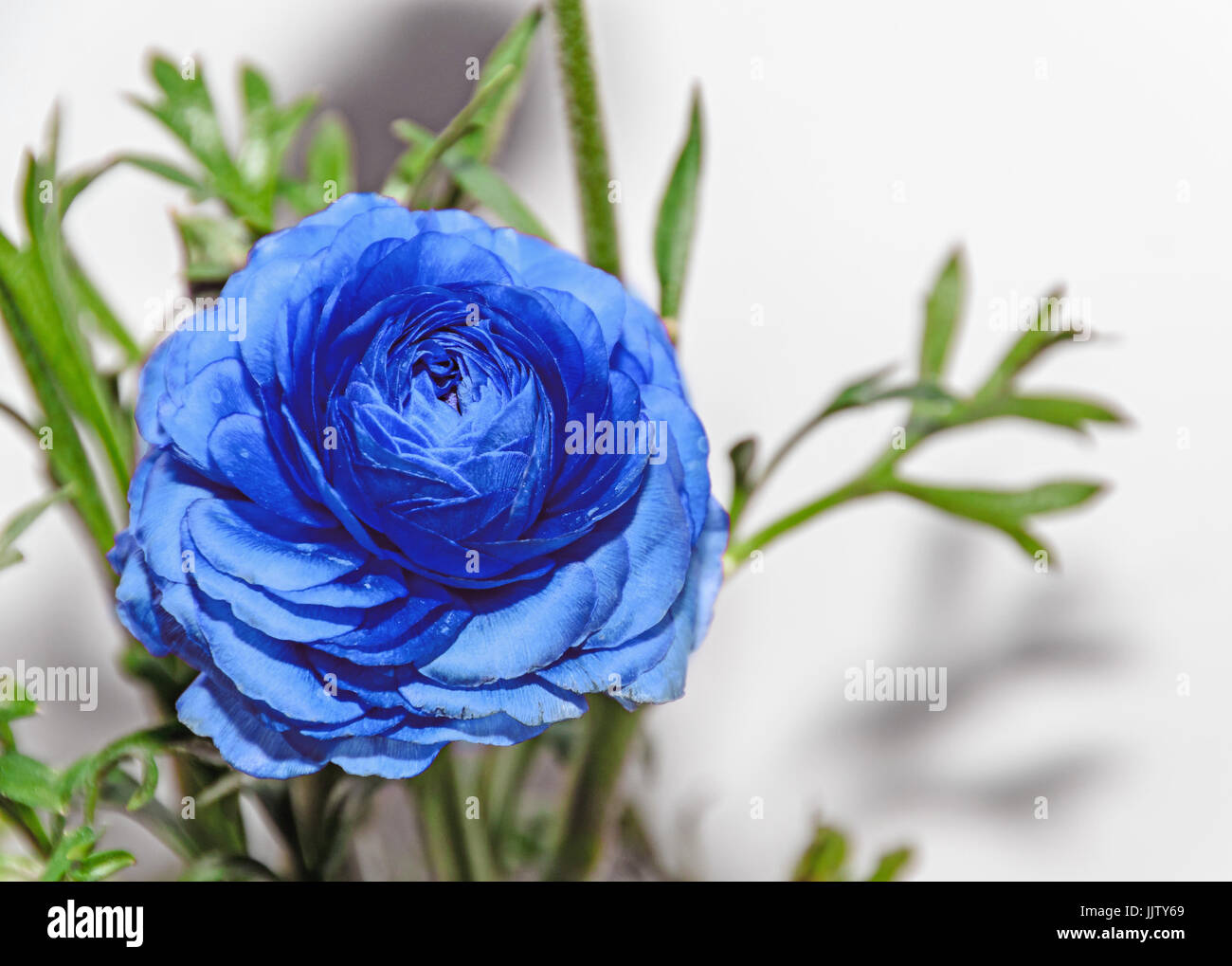 Blu fiore Ranunculus, famiglia Ranunculaceae. Genere comprendono le renoncules, spearworts, e acqua crowfoots Foto Stock