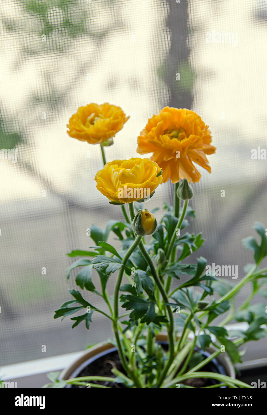 Gialli ranuncoli fiori nella finestra, famiglia Ranunculaceae. Genere comprendono le renoncules, spearworts, e acqua crowfoots. Foto Stock