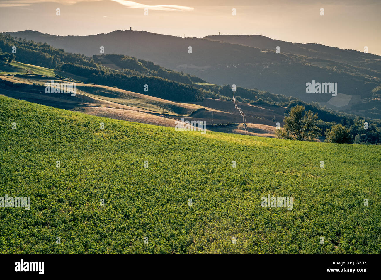 Coltivate sulle colline vicino a Monghidoro, provincia di Bologna, Emilia Romagna, Italia Foto Stock