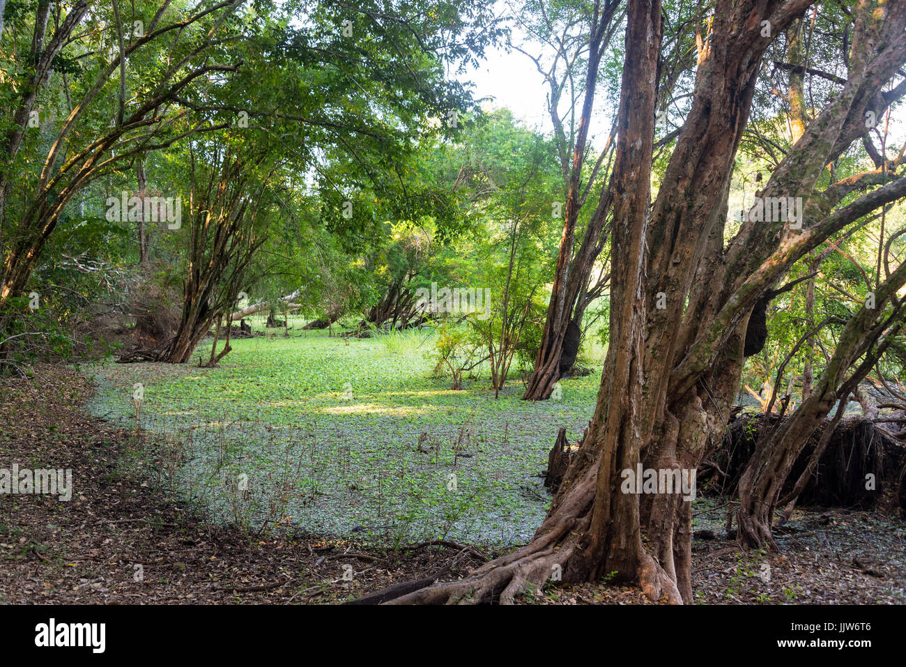 Vista di una zona umida nell'Calakmul Riserva della Biosfera in Campeche, Messico Foto Stock
