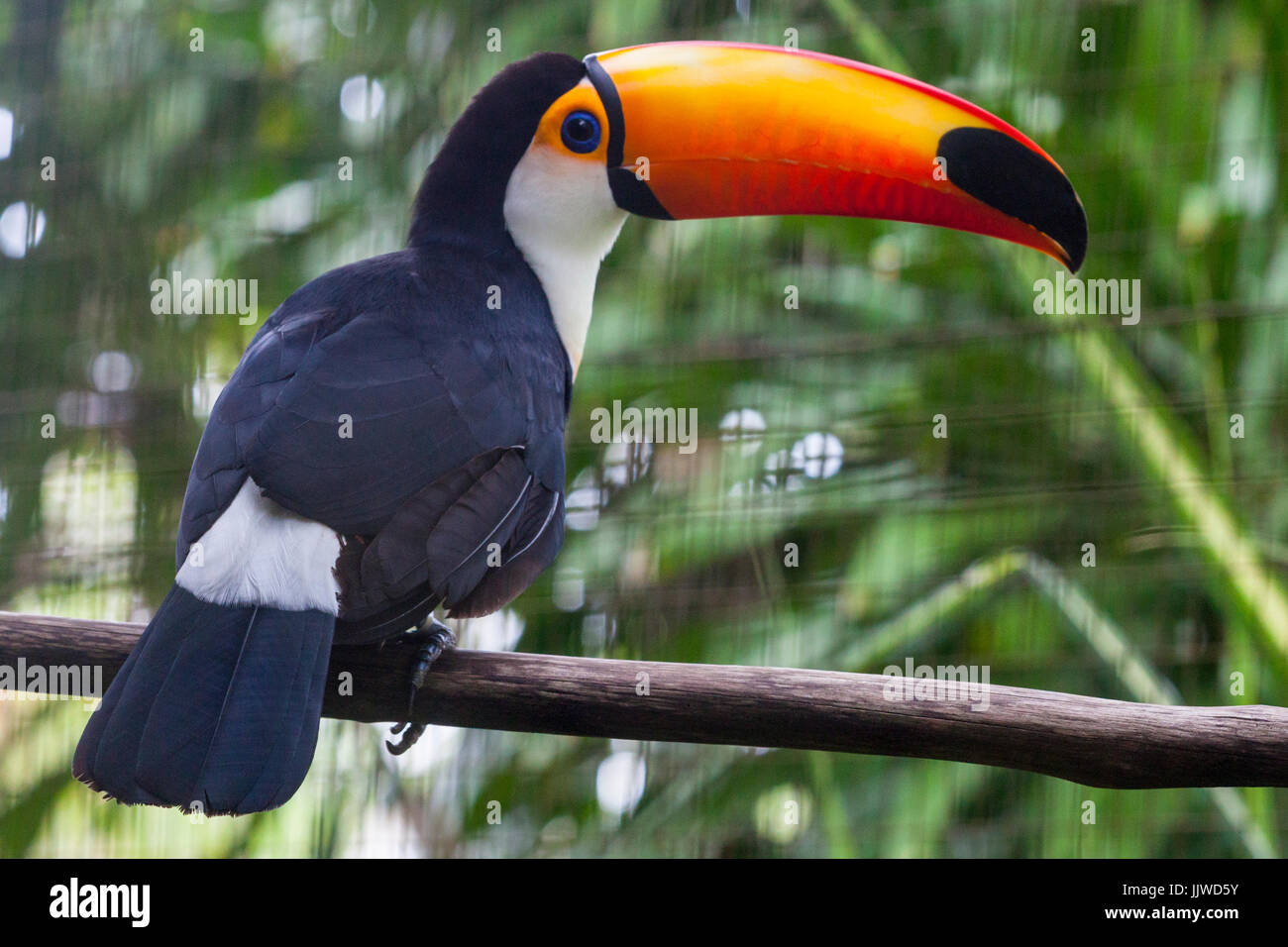 Un appoggio toucan in Guiana francese Zoo Foto Stock