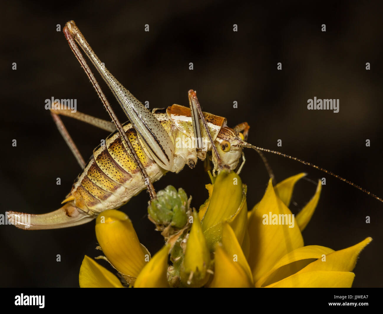 Bush cricket sul fiore giallo Foto Stock