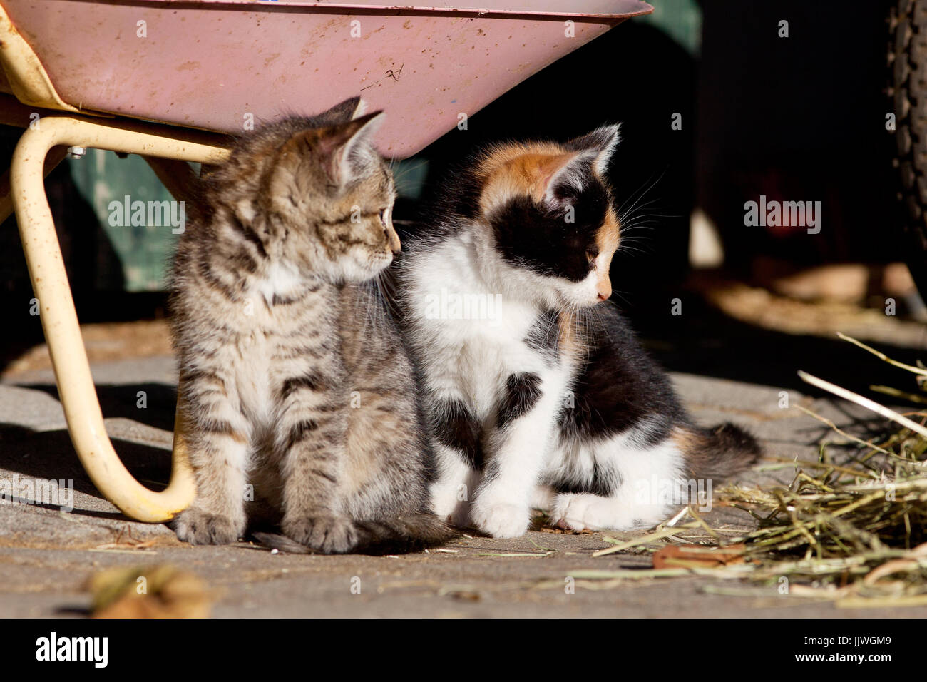 Baby cat, carino gattino play e sleep Foto Stock