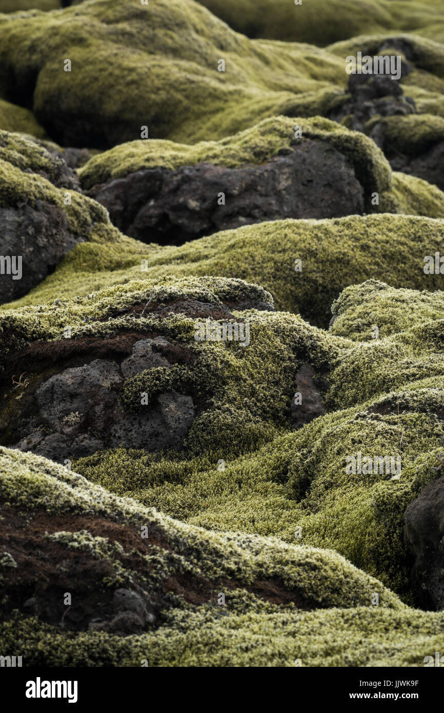 Verde muschio coperto laval flusso dall'Islanda. Foto Stock