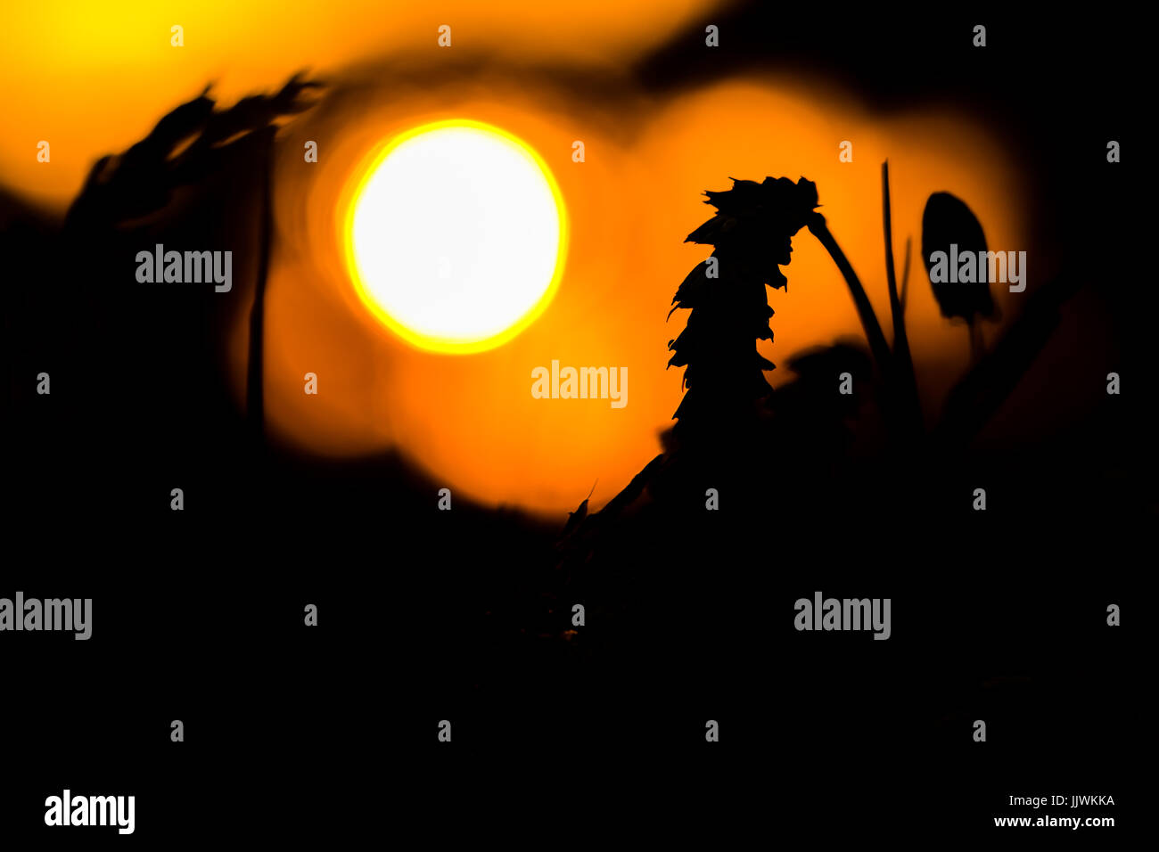 La silhouette di ers di grano al tramonto. Arancione della luce del sole, il sole all'orizzonte. Foto Stock