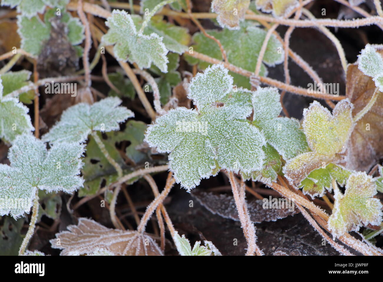 Impianto smerigliato in un giardino durante il periodo invernale Foto Stock