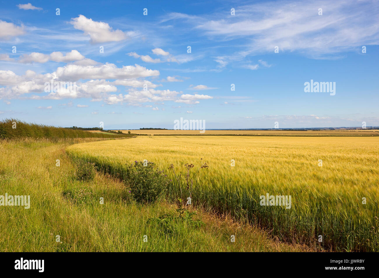 Una sezione del minster modo bridleway con siepi e campi di orzo sotto un cielo di estate blu nel yorkshire wolds Foto Stock