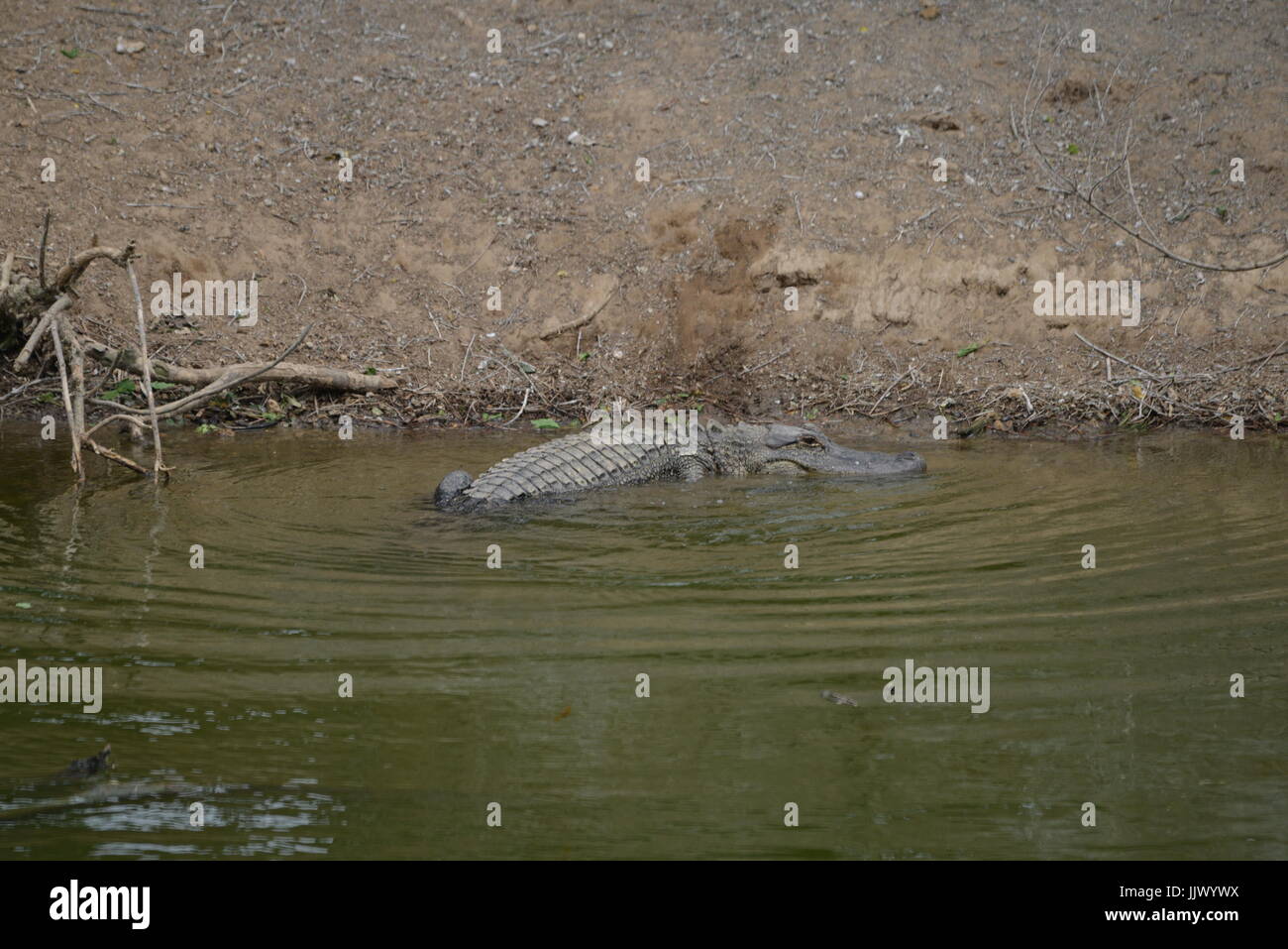 Wild Alligator presso il Rookery a Smith Oaks santuario sul isola di alta in Texas Foto Stock