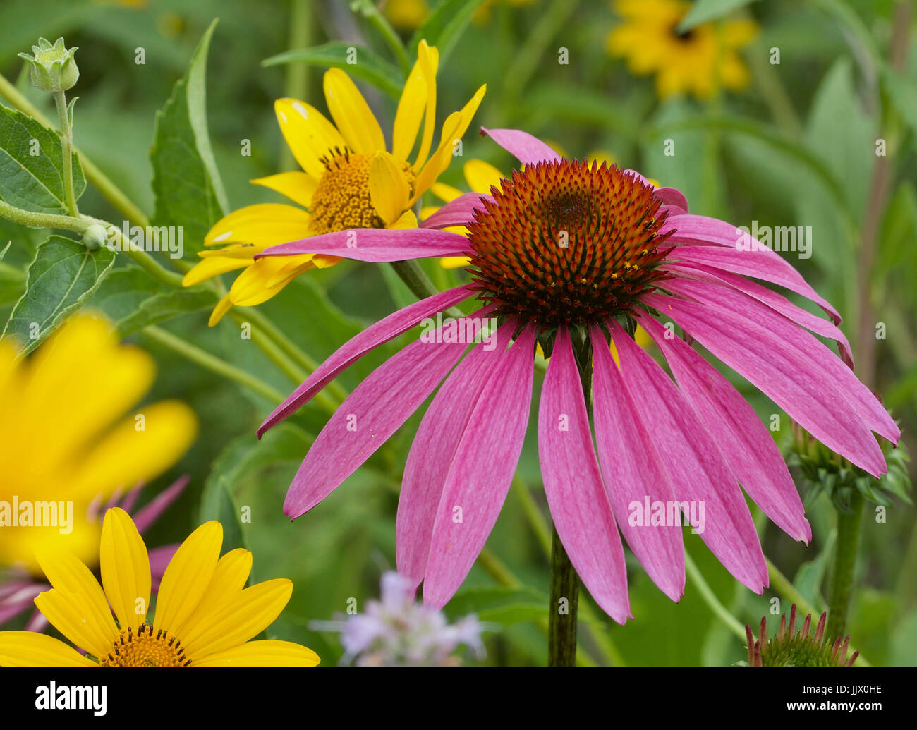 Fiori della prateria Foto Stock