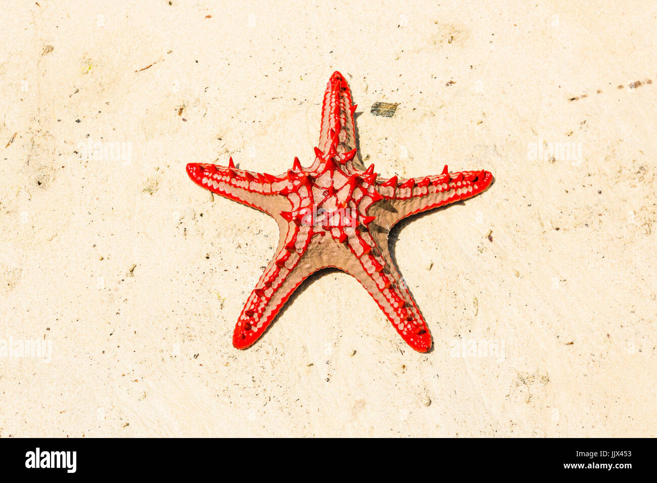 Rosso-pomello stella di mare (Protoreaster lincki). Watamu, Kenya. Foto Stock