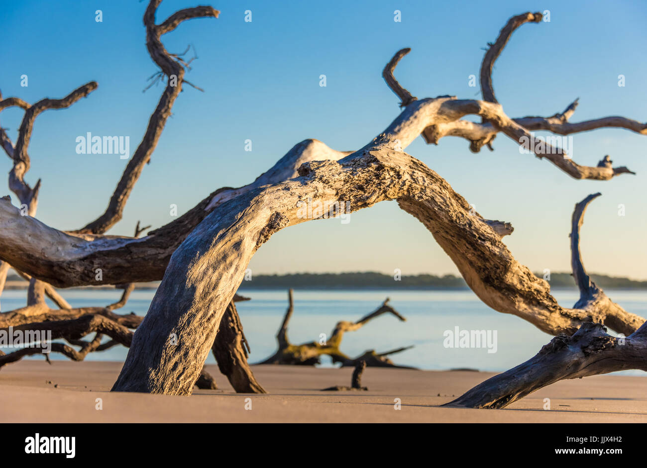 Florida sunrise vista verso Amelia Island attraverso il soleggiato driftwood del cimitero sulla Spiaggia Grande Isola di Talbot vicino a Jacksonville, Florida. (USA) Foto Stock