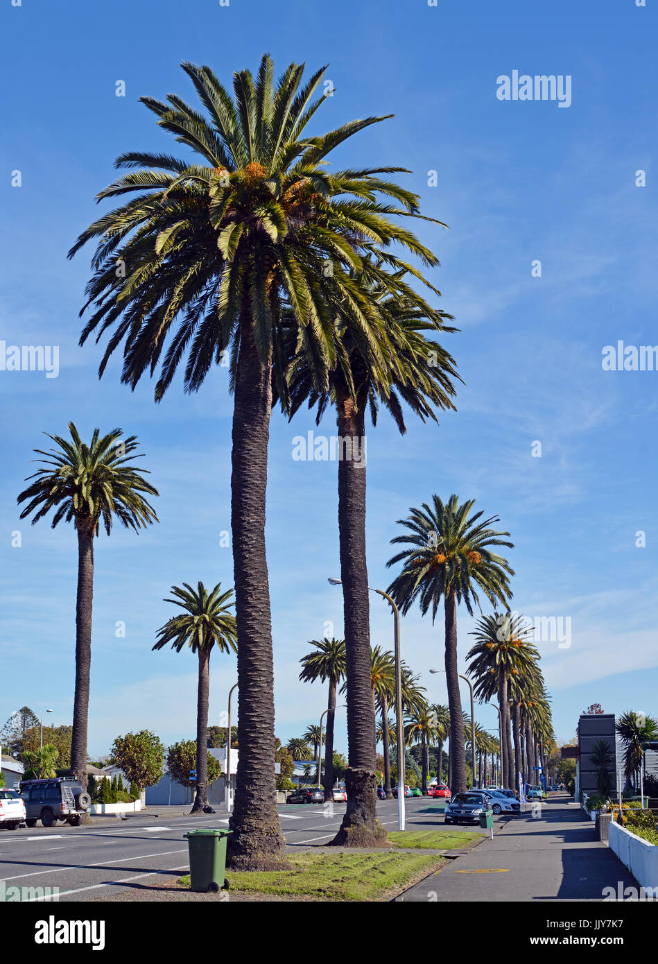 Palme forniscono un iconico benvenuti il rivestimento della strada principale che porta in città di Napier, Nuova Zelanda. Foto Stock