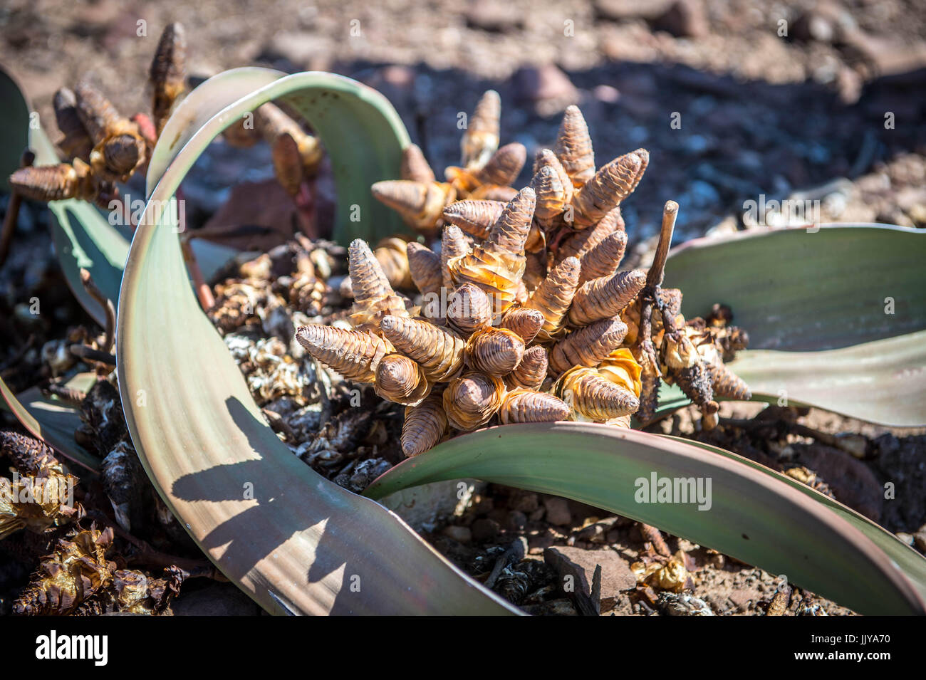 In prossimità di un impianto di Welwitschia versando i suoi semi nel deserto del Namib, Namibia, Africa. Foto Stock