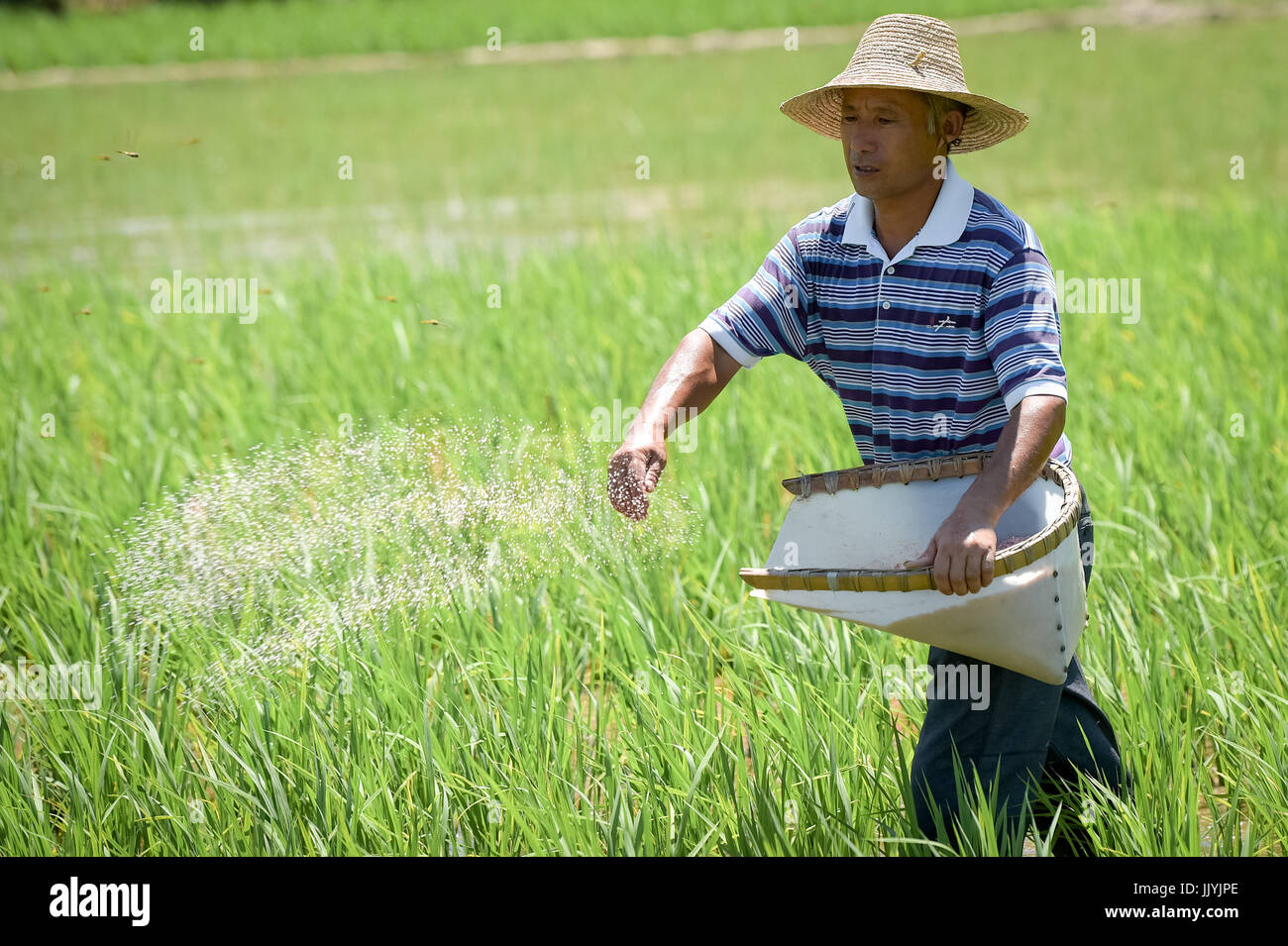 Nanling. 21 Luglio, 2017. Foto scattata a luglio 21, 2017 mostra un agricoltore Fertilizzando il campo di riso nel villaggio di Longhu, Nanling County, est cinese della provincia di Anhui. Gli agricoltori locali sono impegnati con il raccolto di riso a dispetto del tempo caldo. Credito: Zhang Duan/Xinhua/Alamy Live News Foto Stock