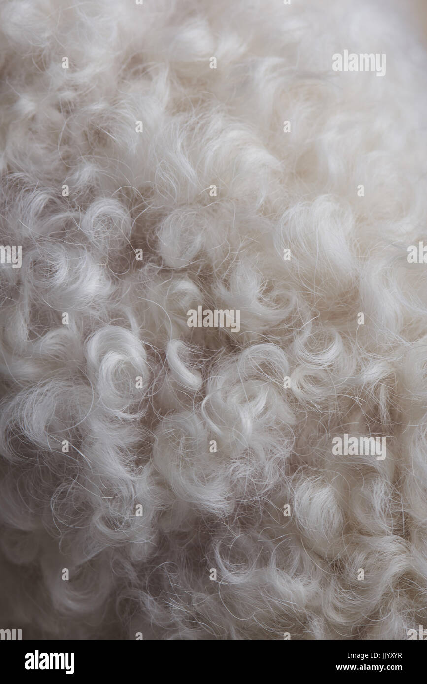 White pelo di animali sullo sfondo di close-up. Superficie di lana di pecora Foto Stock