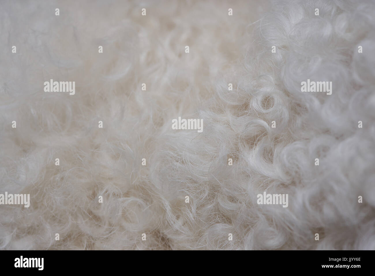 Curly lana bianca texture. Animale bianco soffice pelliccia Foto Stock