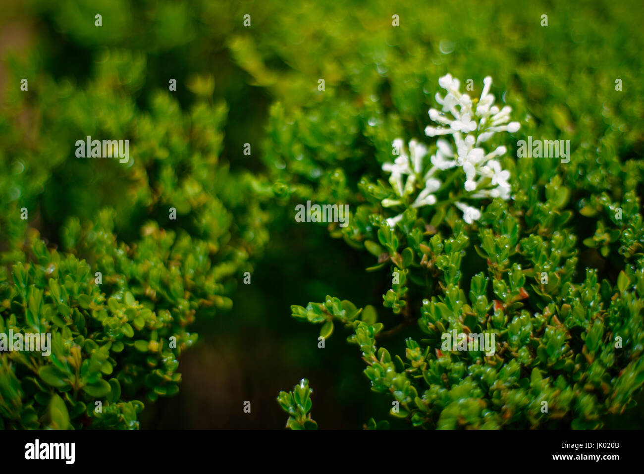 Petali su alberi verdi Foto Stock