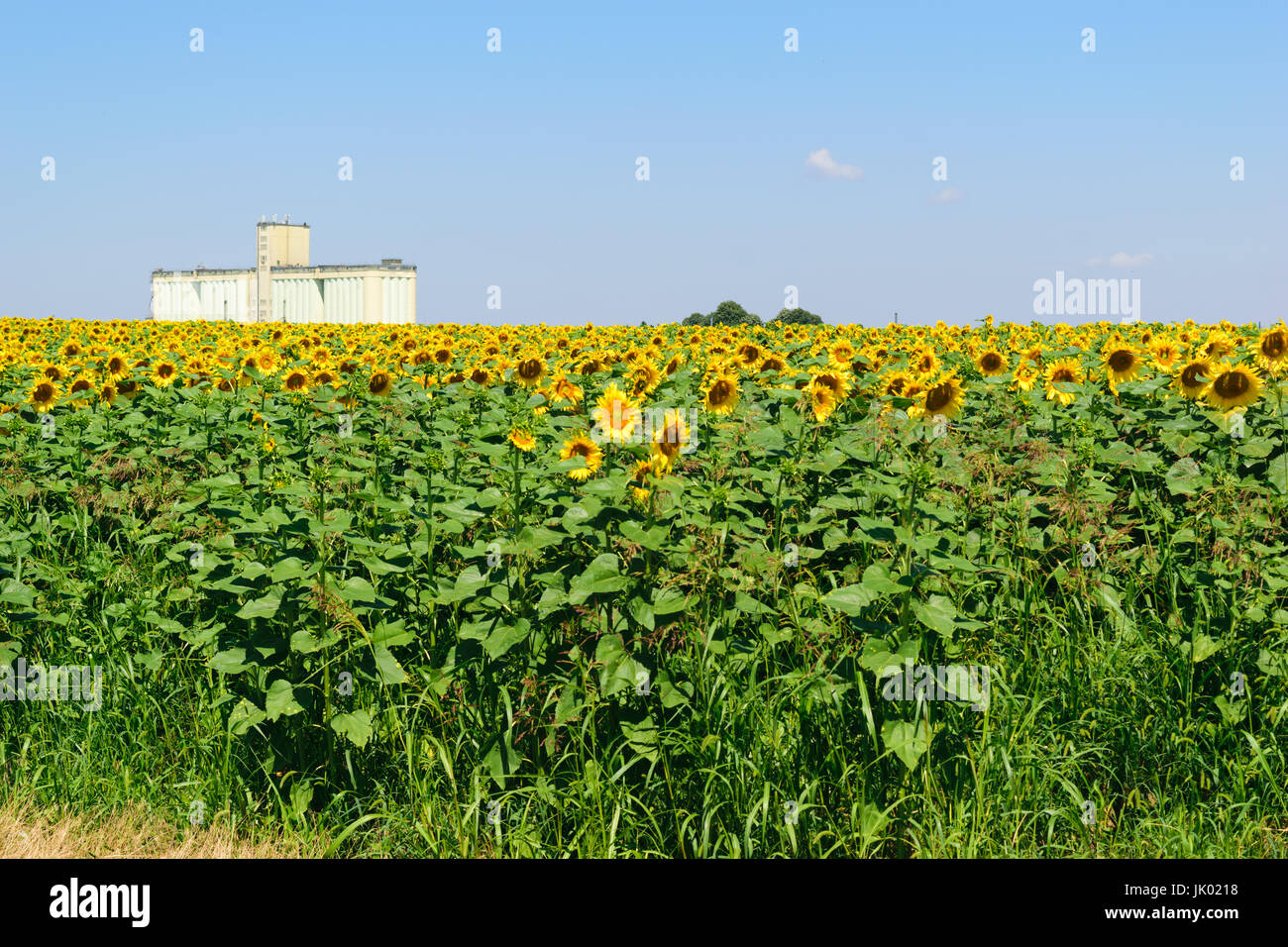 Grande campo di semi di girasole in primo piano e un edificio in calcestruzzo usato come silos agricoli in background. L'edificio è utilizzato per lo stoccaggio, l'asciugatura e mil Foto Stock