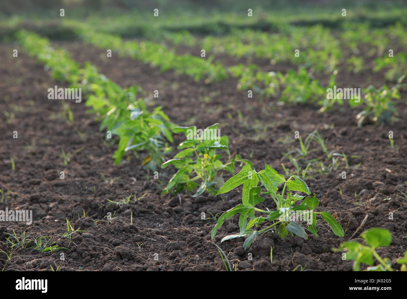 Le piantagioni agricole di Yardlong Fave nuovi impianti Foto Stock