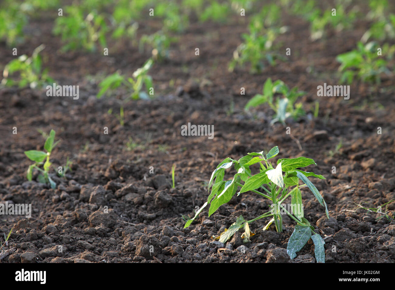 Le piantagioni agricole di Yardlong Fave nuovi impianti Foto Stock