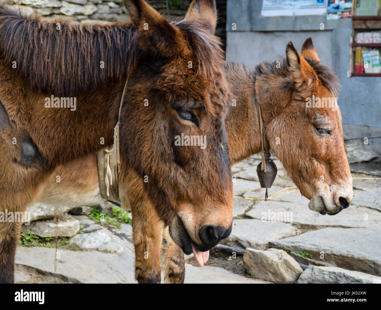 Asini in esecuzione di forniture per i villaggi di montagna del Nepal Foto Stock