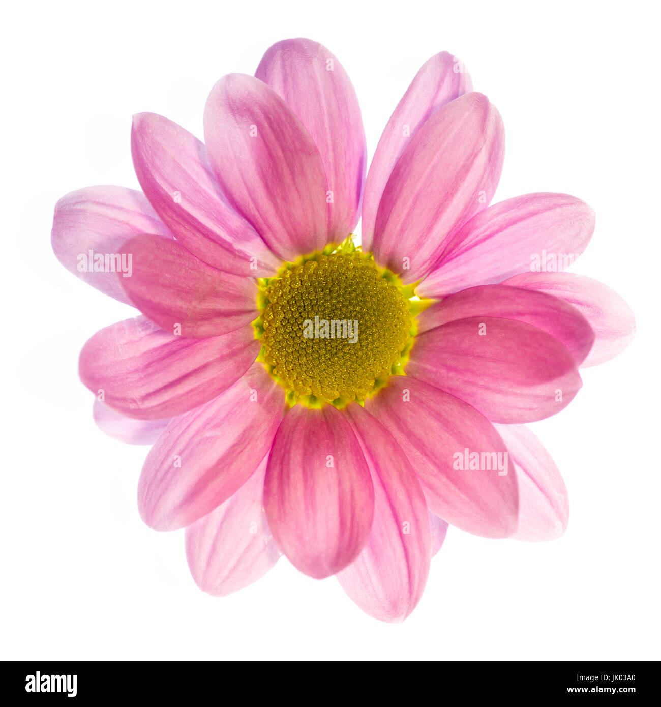 Fotografia artistica di un unico fiore dahlia isolato su uno sfondo bianco Foto Stock