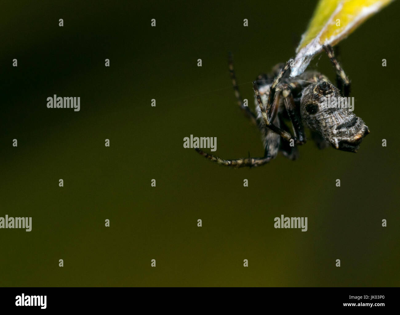 Il ragno comune appeso su una foglia d'albero Foto Stock