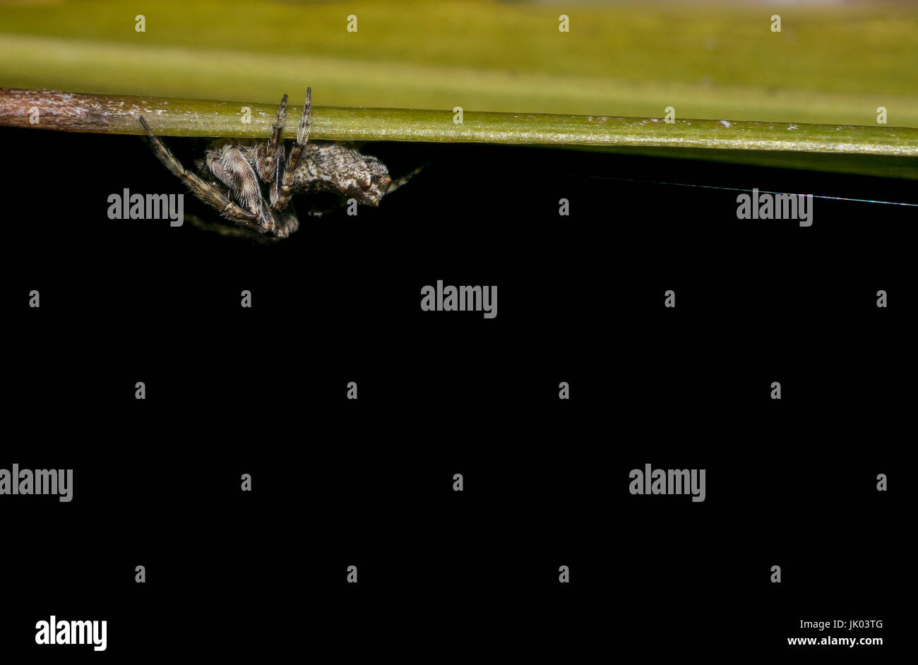 Il ragno comune appeso su una foglia d'albero Foto Stock