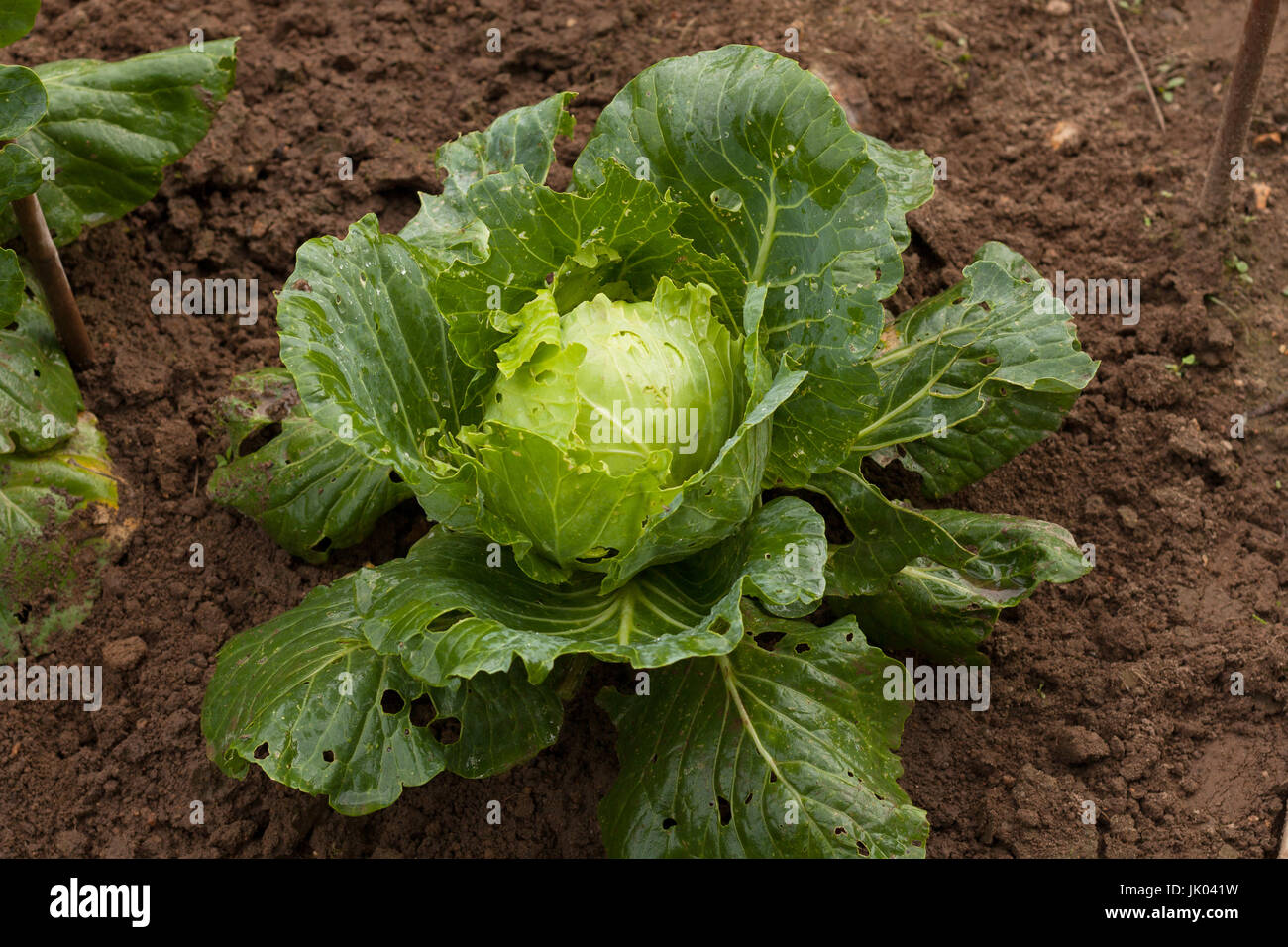 Close up cavolo verde, mangia insetti, bruchi su Ogorod o cavolo verde, danneggiato gli insetti, bruchi. Lotta contro gli insetti. Foto Stock