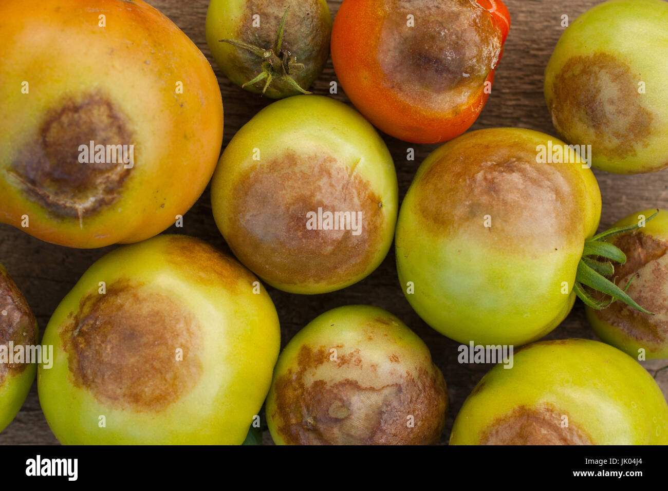 Malattie del pomodoro. Colpite il pomodoro Phytophthora (Phytophthora infestans) Close Up. Lotta contro Phytophthora. Foto Stock