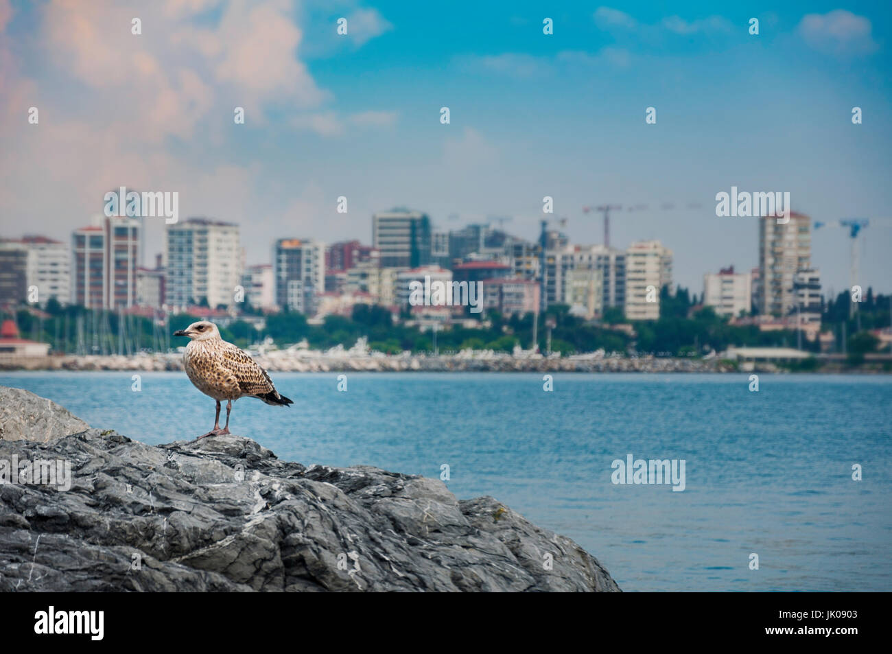 Seagull sulle rocce dal paesaggio urbano Foto Stock