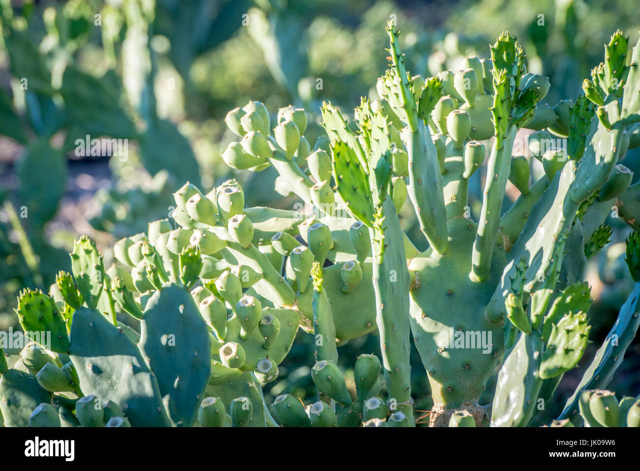 L' Opuntia cactus piante crescono nella luce del sole su Dabis Guest Farm in Helmeringhausen, Namibia del sud, Africa. Foto Stock