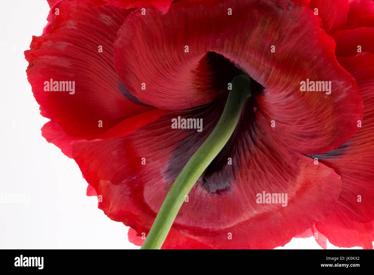 Chiudere lo studio di una peonia fiore di papavero doppio - ideale per la parete di arte e progettazione di interni. Foto Stock