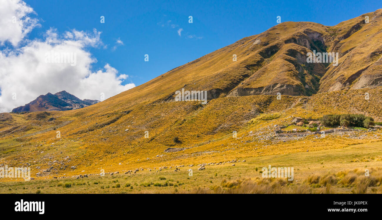 Allevamento di pecore in montagne delle Ande nei pressi di Huaraz Perù Foto Stock