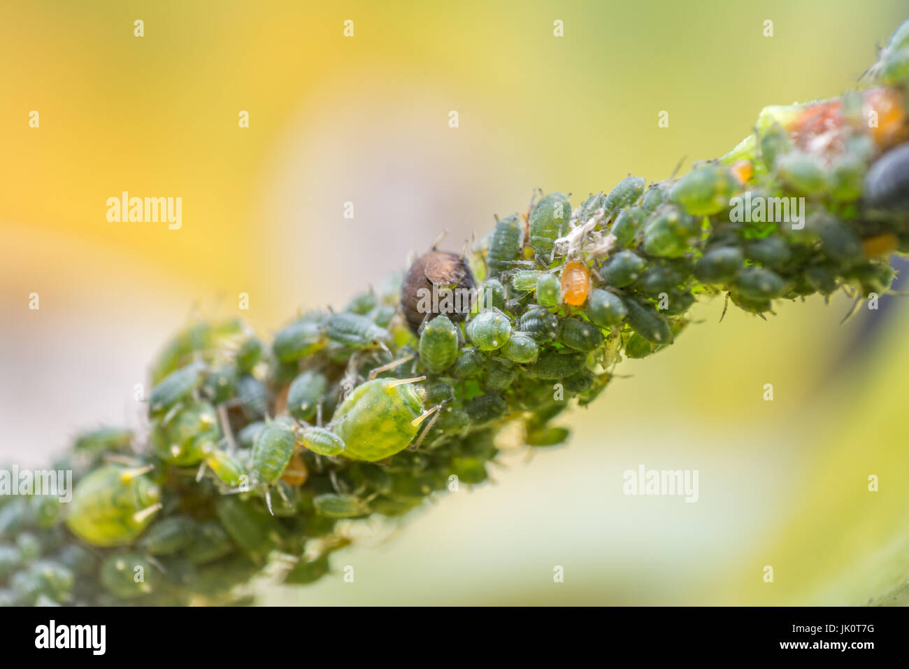 Una colonia di afidi da diverse specie di sap di aspirazione al di fuori di un gambo di pianta. Foto Stock