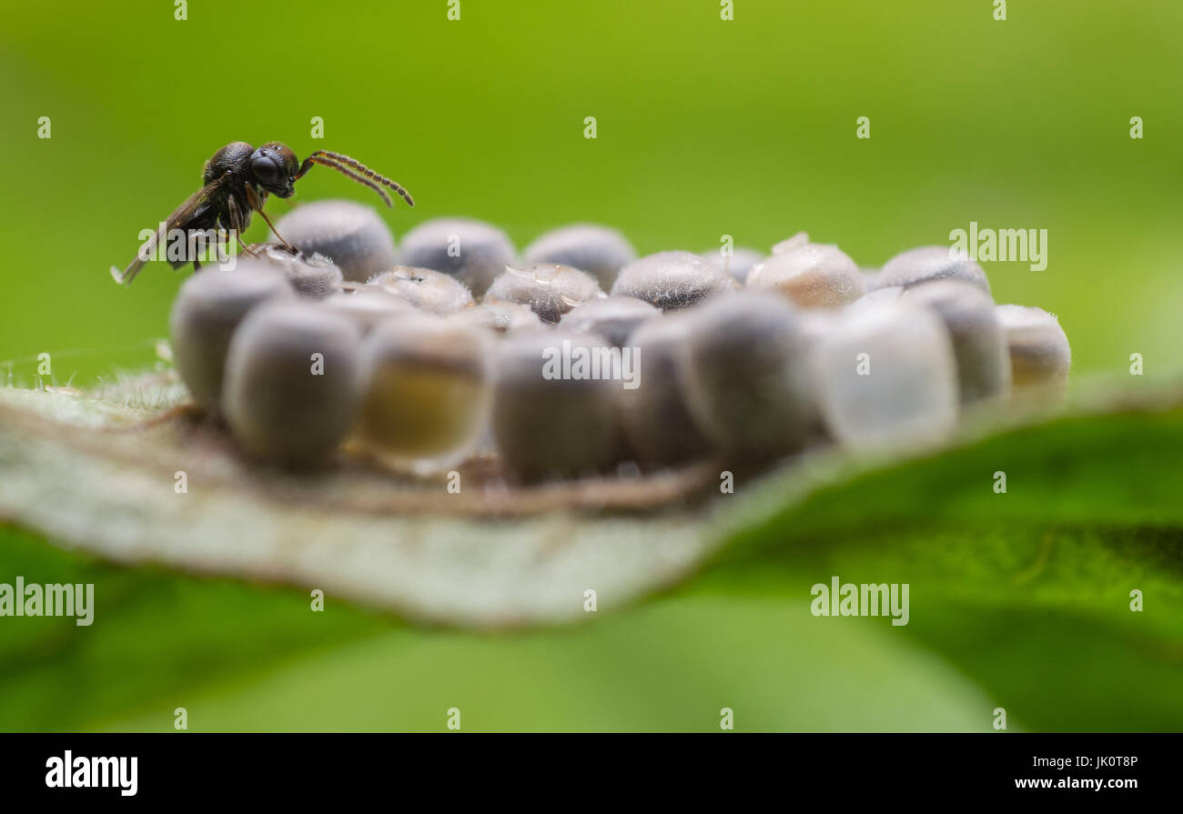 Close up di un recente parassita tratteggiata wasp su un cluster di shieldbug uova. Foto Stock