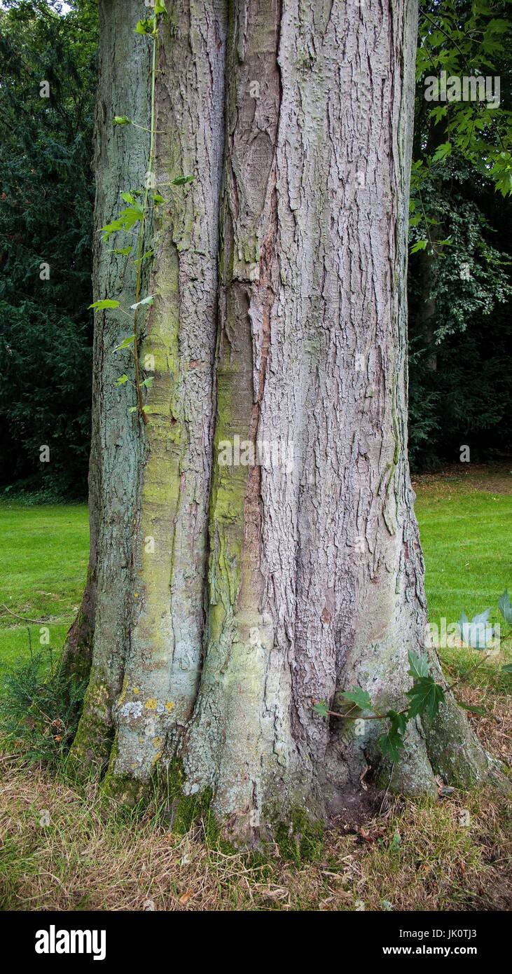 Venite di acero di argento con stammaustrieben in estate, stamm eines silberahorns mit stammaustrieben Sommer im Foto Stock