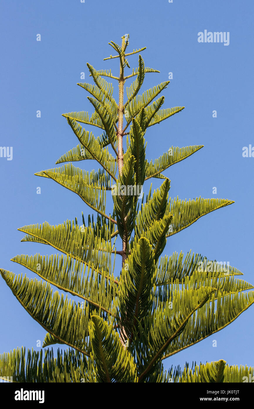 La struttura ad albero veloce più di 30-m-alta diventando contro il suo nome deriva dal Pacifico Isole Norfolk e non detiene quelle urticante sparso aghi, der entgegen se Foto Stock