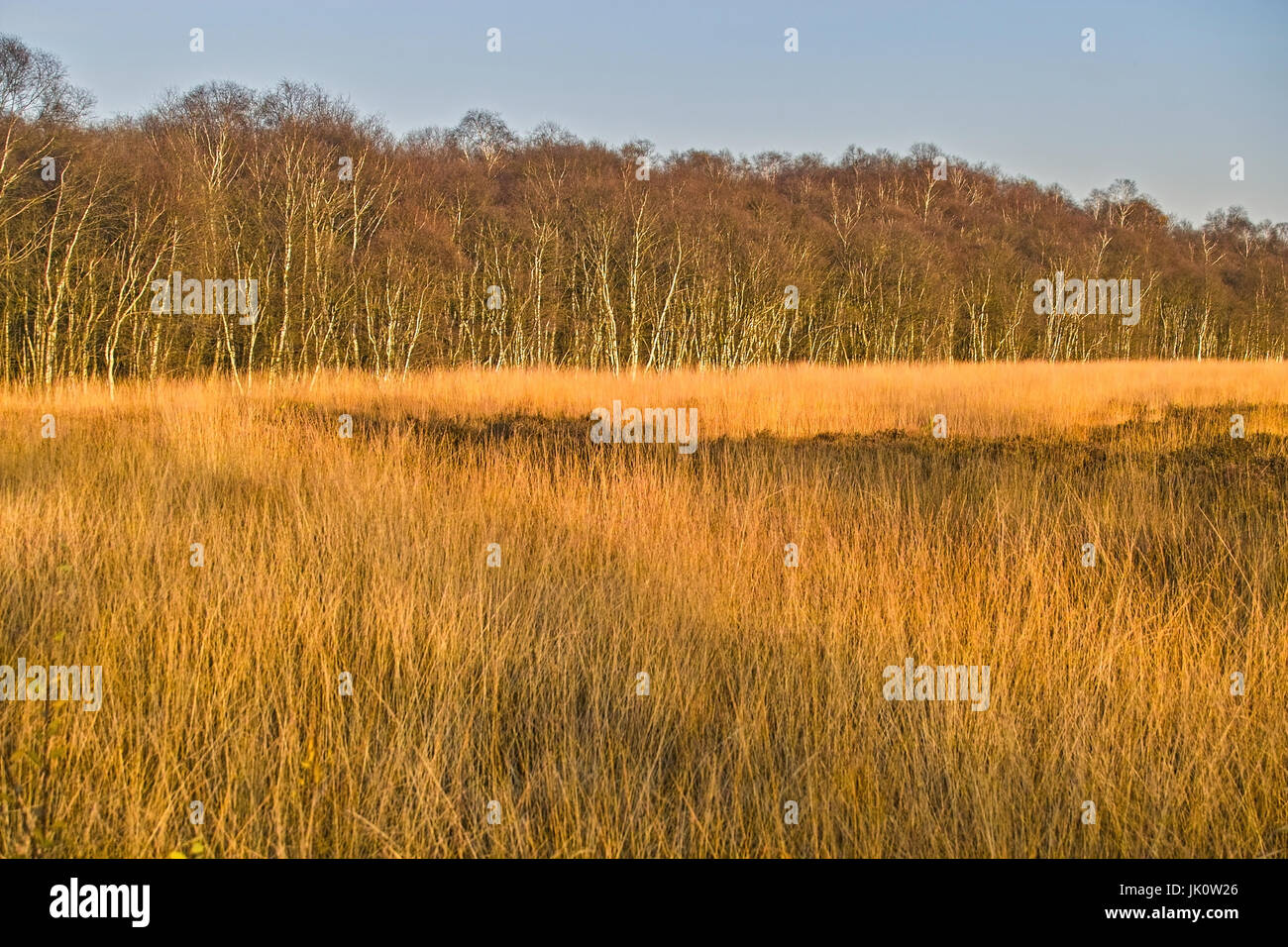 Golden-autumnally luminosa di Moro e limitativo con boschetto di betulle di Moro in Weser marzo, oro-herbstlich leuchtendes moor und begrenzendes waeldch Foto Stock