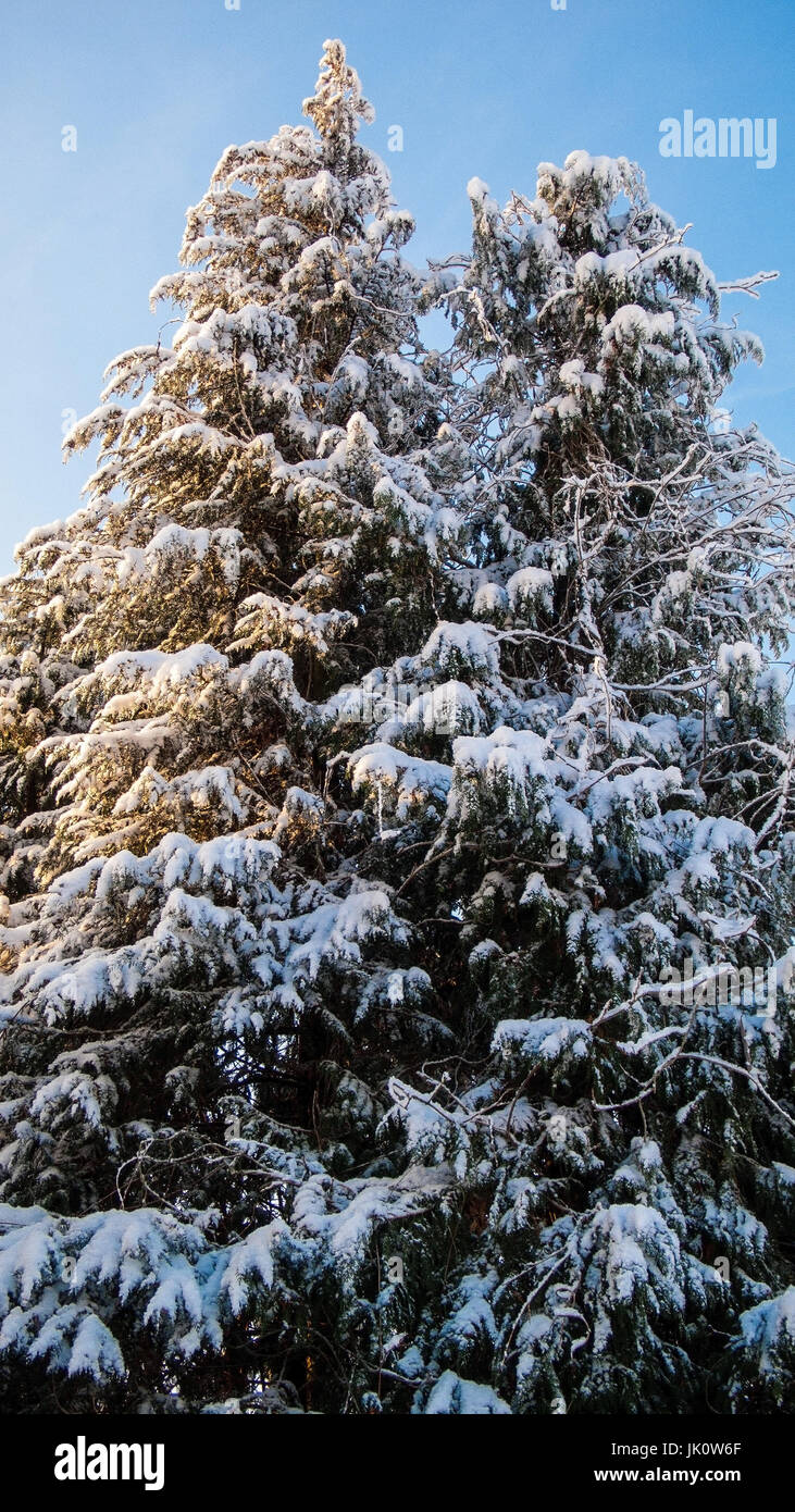 Coperte di neve falsa cipressi nel sole invernale, verschneite scheinzypressen in der wintersonne Foto Stock