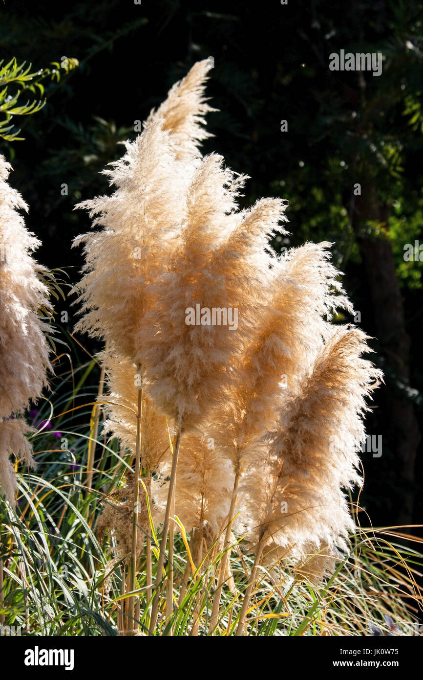 Mature mazzi di fiori di fino a 3 metri di altezza crescente erba da Argentina e Brasile del Sud, reife bluetenbueschel des bis zu 3m hoch werdenden grases aus Foto Stock