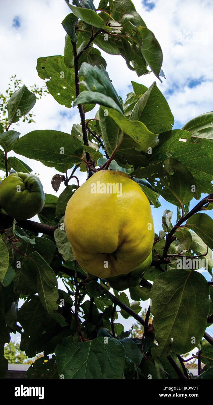 Giallo frutta mela cotogna in una succursale, gelbe quittenfrucht un einem ast Foto Stock