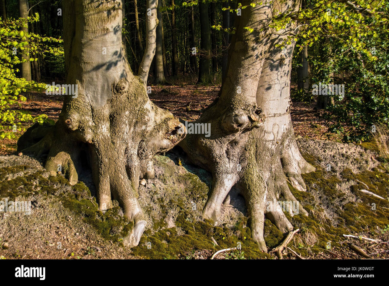 Forte e con ogni altro cresciute insieme a quelli che sono radicati di due faggi di rame (Fagus sylvatica) segnale inconfondibilmente la sua rivendicazione di proprietà, kraeftige Foto Stock