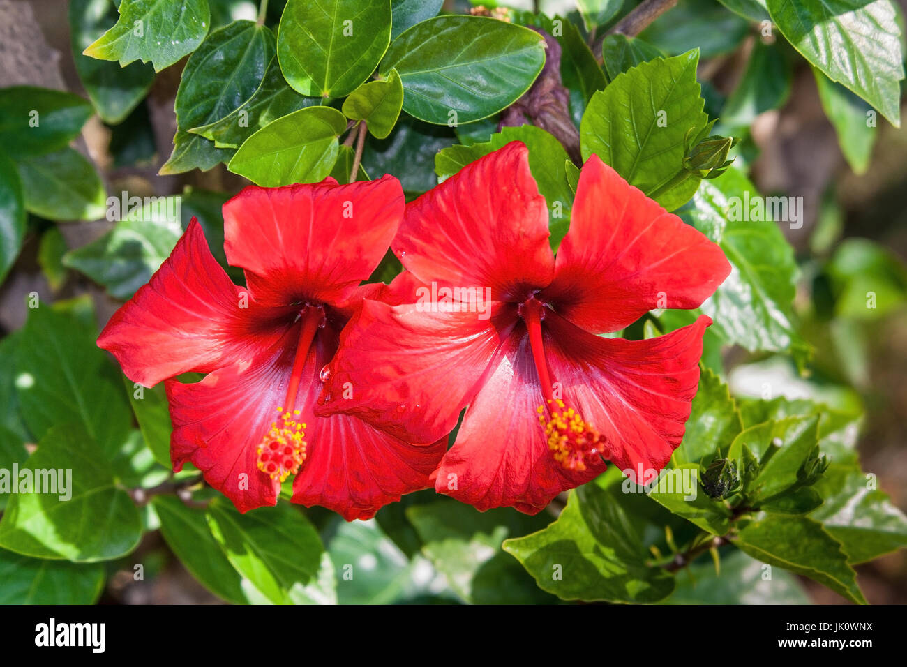 Due hibiscusblueten rosso nel ramo, zwei rote hibiscusblueten am zweig Foto Stock