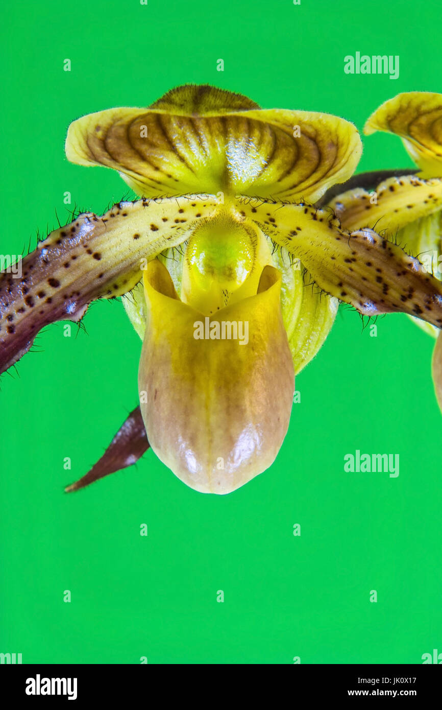 Fiore singolo di un frauenschuh orchid, einzelbluete einer frauenschuh-orchidee Foto Stock