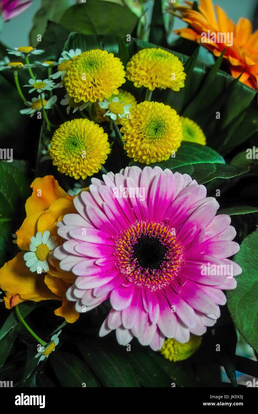 Mazzo di fiori di gerbera, Dahlie e riti di margine, bluetenstrauss aus gerbera, dahlien und margeriten Foto Stock