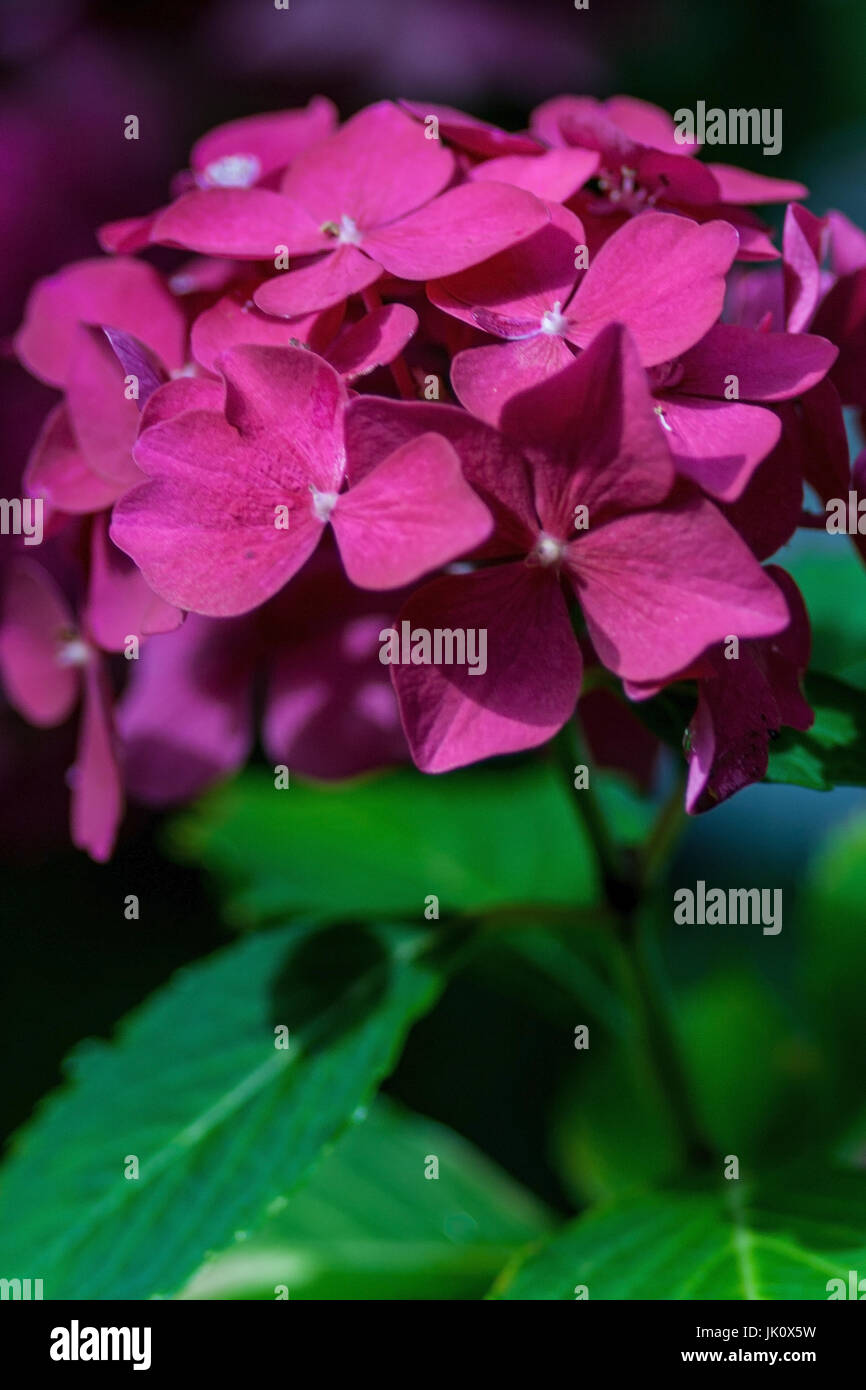 Rosso-malva fiori di ortensie, rotlila hortensienblueten Foto Stock